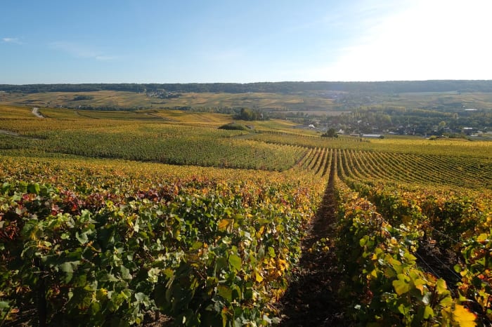 This is where Champagne is born. A French vineyard reflects the robust and centuries-old tradition of local wine making.