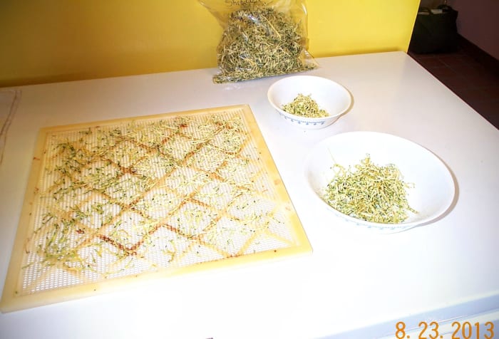 This is how much shredded squash you get from 9 big trays. The bits in the dishes are not dry enough to go into storage. They will be dried some more, or eaten promptly.