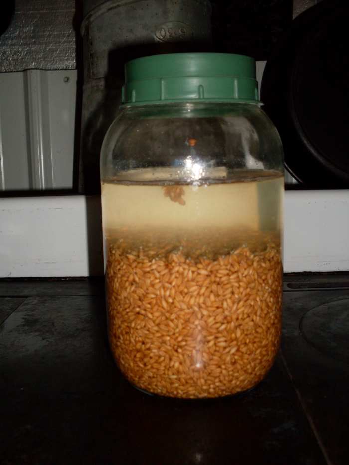 No matter the size of your sprouting jar, fill it about 1/3 full of plain, dry wheat berries, then add water to fill. Let sit one full day, until the wheat berrries plump up.