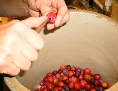 Prick each plum in two or more places to prevent them from bursting when heated. Place plums in a crock or bowl.