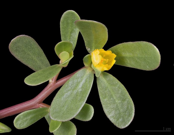 A close-up photo of purslane; the white line on the bottom right of the photo represents one cm