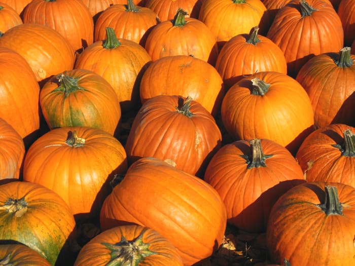 Pumpkins are nutritious as well as colorful. They are rich in beta-carotene, which our body converts into vitamin A.