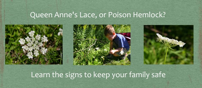 Be absolutely certain you know how to identify Queen Anne's Lace: Poison Hemlock has a similar flower!
