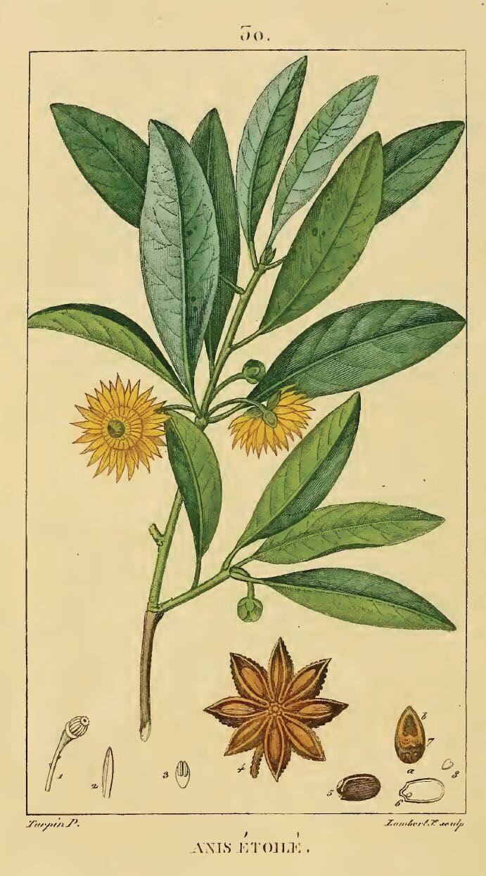 이것은 1833 년 중국 스타 아니스 식물의 과학적 그림입니다.