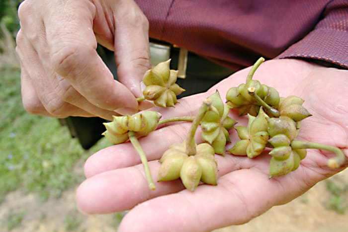中国の農場からの未熟な緑の星のアニスの果実