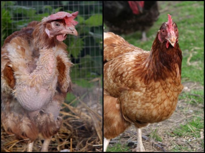 Organic vs. Free-Range vs. Cage-Free Eggs - Delishably ...