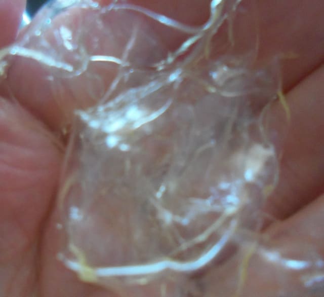 When the gelatine blooms, it will be soft and pliable. You need to squeeze out all the excess water before adding to your liquid to dissolve.