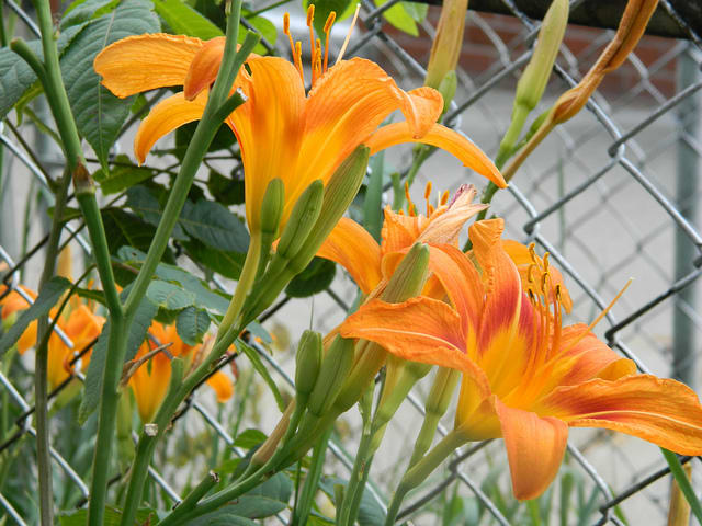 The daylily from the family Hemerocallidoideae commonly called "Tiger Lily" and valued as a food source for centuries.