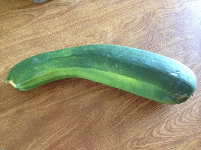 Nice-Sized Zucchini! Even if you forget to check your plant and you get a humungous zucchini, it will still be good for baking. Just double the recipe!