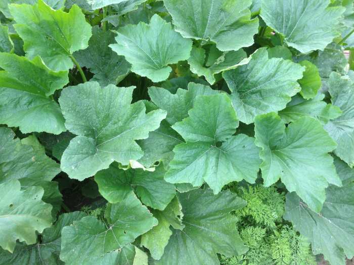 The shady leaves of the zucchini plant protect the flowers that turn into this delectable garden fruit.