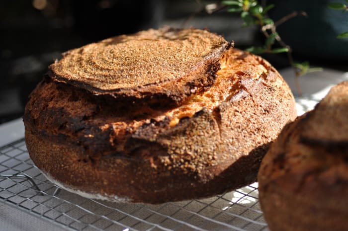 Loaf with 30% Australian Einkorn flour, 30% high extraction flour, and 40% bread flour. Crusted with bran left making high extraction flour. Image: © Siu Ling Hui