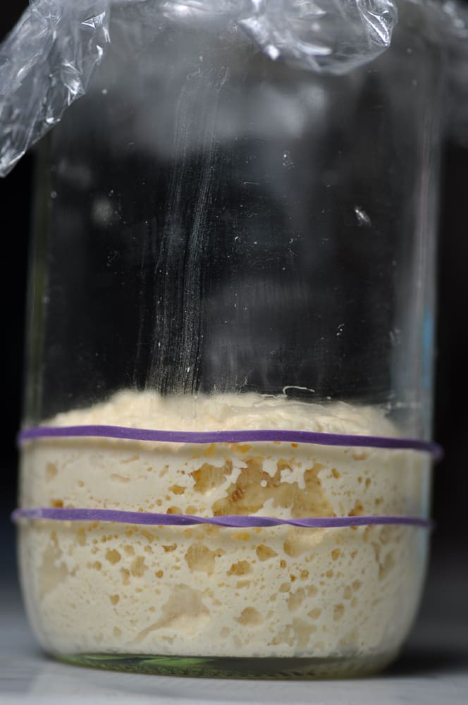 Semola starter. It has a very open structure. The first rubber band is the starter when first mixed. The second rubber band indicates the risen height. Image: © Siu Ling Hui
