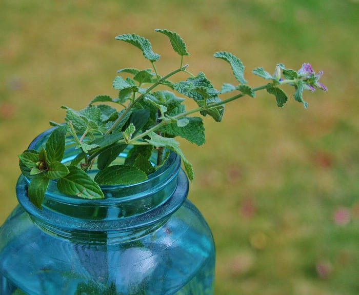 Any type of mint can be candied. Pictured: apple mint, chocolate peppermint & catmint.