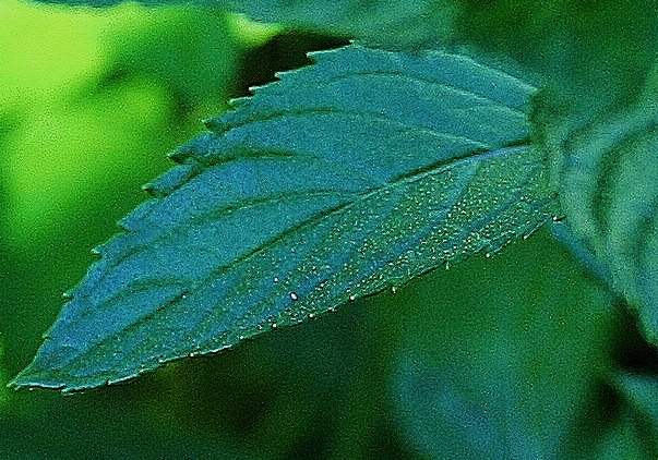 Fresh chocolate peppermint is an excellent choice to candy. It has a wonderful aroma & a delicious, minty taste.