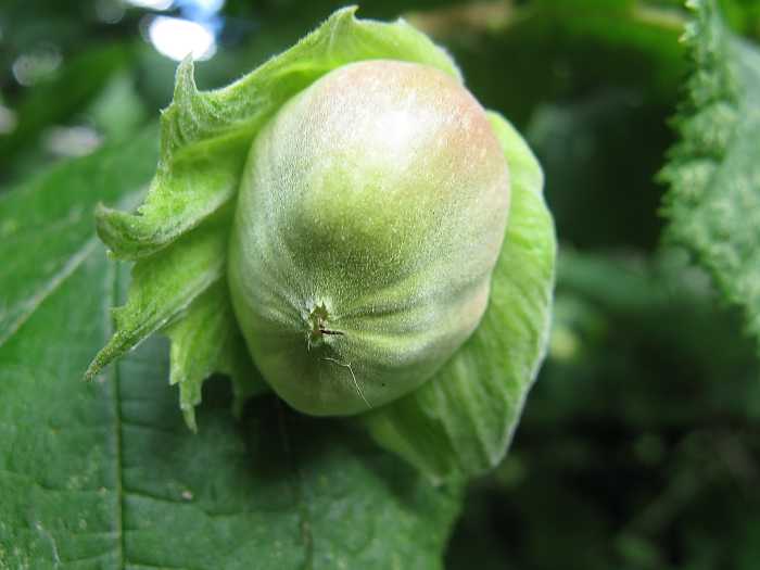 A hazelnut that is starting to ripen: hazelnuts are found in fruit and nut manna bread
