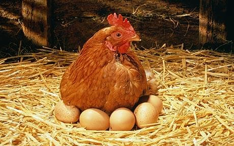 How many eggs can one hen produce?