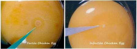 Befruchtete vs. unbefruchtete Eier