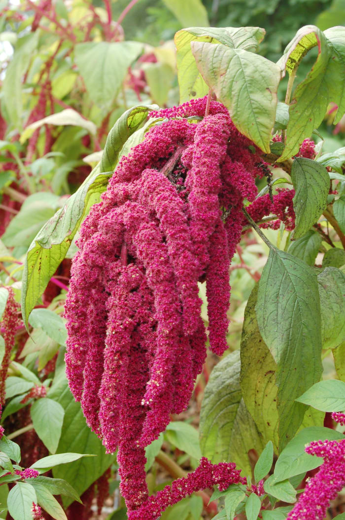 Amaranth A Nutritious And Tasty Gluten Free Grain Substitute