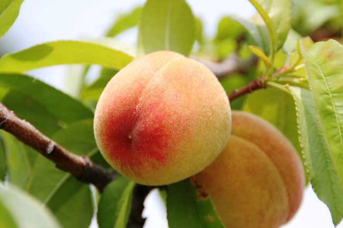 There is nothing quite like the sweetness and temptation of a ripe, fresh peach. Absolutely delicious! Except, of course, homemade peach custard ice cream.
