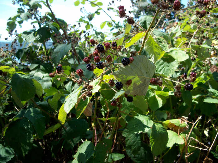 Wild blackberries on the olympic peninsula. Be careful of thorns when picking blackberries!