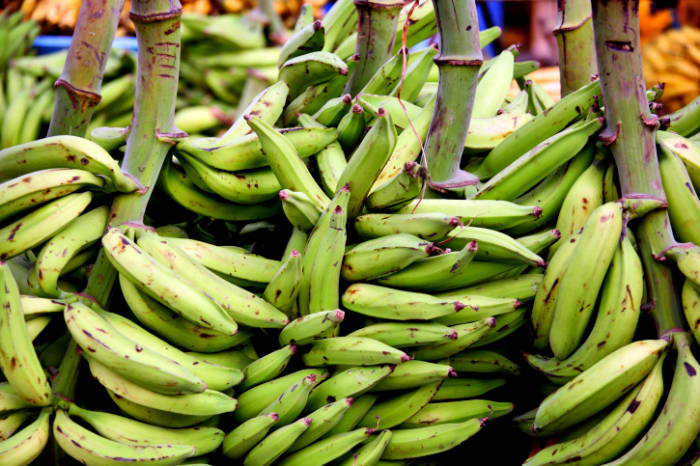 Plantains, a banana variety commonly available in the African continent and the West Indies, are a good alternative for banana fritters.