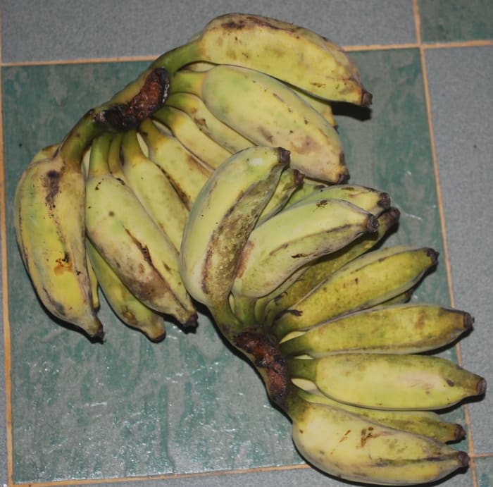 Pisang awak, a not-so-popular banana variety, as it has seeds that can be a nuisance when you eat them as banana fritters.