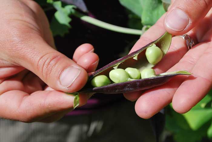 Green peas in a pod