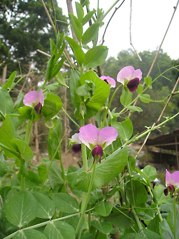 Pink flowers and green leaves of a snow pea