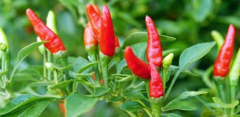 Adding these cili padi (bird's eye chilli peppers), will give you an extremely chili hot version to the Ayam Masak Kicap dish