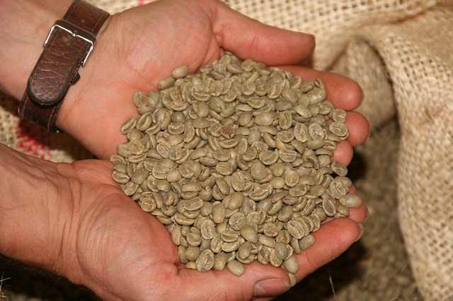 There are two main types of coffee grown across the planet: arabica (Coffea arabica) and robusta (Coffea canephora). Although both are commonly drunk, the two types have different characteristics and features.