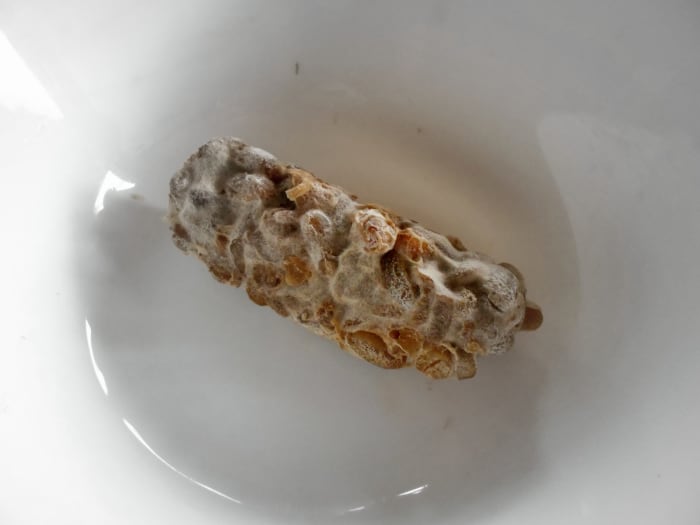 Black and grey spores are starting to appear. They are ready to be harvested for making the tempeh starter.