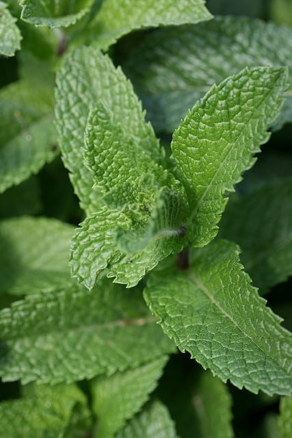 Mint has many beneficial properties including being an excellent digestion aid.