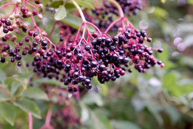 Elderberries are a powerful tool in preventing and fighting off colds and flu.