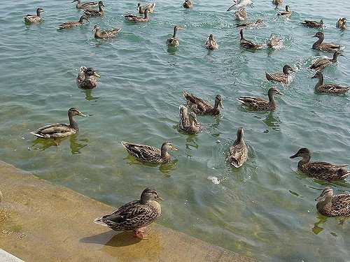 Feeding the ducks or geese in a public park is fun for the kids, but use birdseed or other bird-healthy offerings
