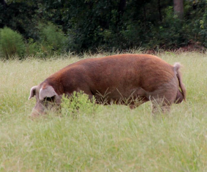 North Carolina ranks high in the U.S. for the number of swine processed for food each year.