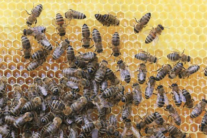 The color and flavor of honey is very specific to the nectar of the flower from which it is drawn.