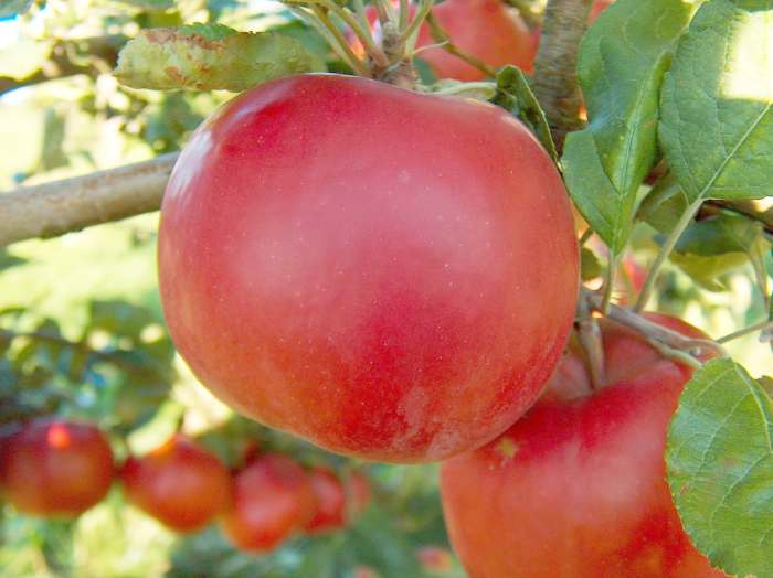 benefitsofapples