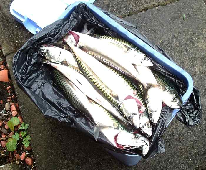 How to Smoke Whole Mackerel and Serving Suggestions Delishably Food