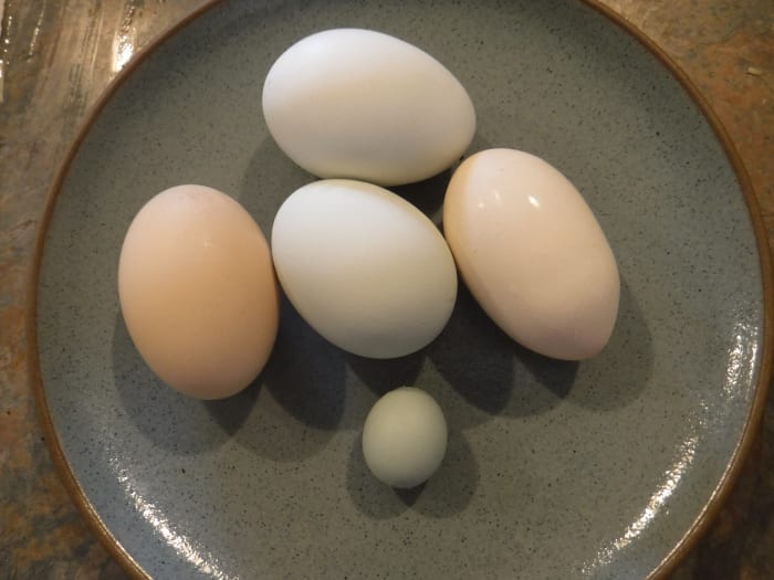The natural variety of eggs you won't find in supermarket egg cartons, including a double-yolk egg at right and a pullet egg at bottom.