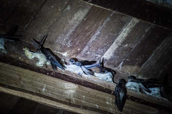 "Farming" edible bird's nests is becoming popular in Malaysia because of the rising demand from China's growing middle class. Manmade bird houses (buildings) are springing up all over the country
