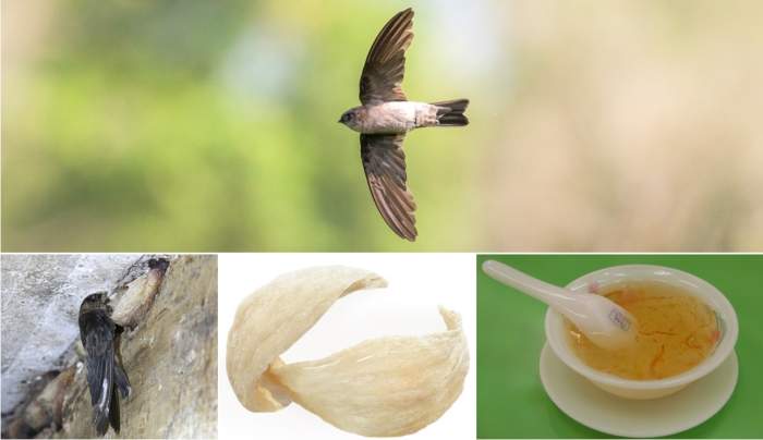 This photo shows the swiftlet bird creating a nest, the finished product, and a bowl of soup in which it is used.