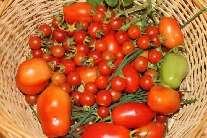 Freshly picked tomato variety and garlic chives. Veggie starter mix also includes onions, carrots, celery, zucchini, thyme, and basil.