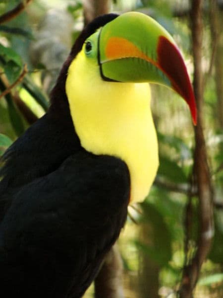 Toucans are beautiful forest birds found in the rainforests of Central and South America from Mexico to Argentina.