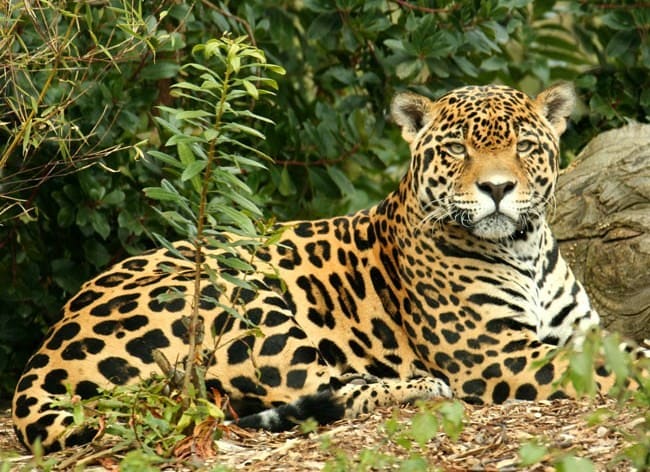 The jaguar is the only member of the panthera family to be found in the Americas and is the biggest cat on the continent.