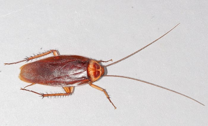 The upper surface of an American cockroach