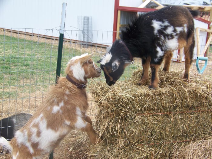 Gizmo and Spike are the best of friends. Minnie Jewel Farm, Mountain Grove, MO. Photo: S. Thorn, Mar 2011
