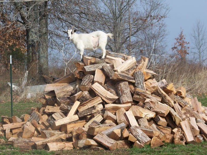 April loves to climb and jump on the wood pile. Minnie Jewel Farm, Mountain Grove, MO. Photo: S. Thorn (March 2011)