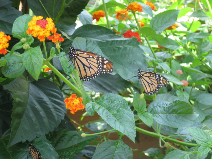 Beautiful and easy to identify, Monarch butterflies are part of the Brushfoot family. Monarch feet are shaped like bushes. Monarchs are large and common throughout the U.S., Mexico, and southern Canada.
