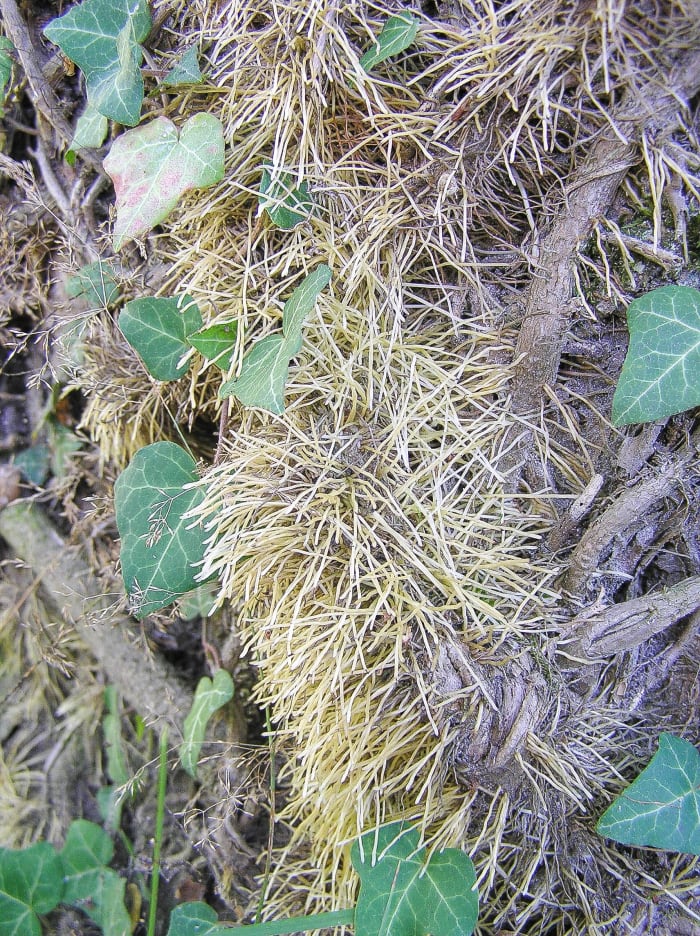 English ivy rootlets produce a sticky substance that enables the plant to cling to tree trunks and vertical surfaces.