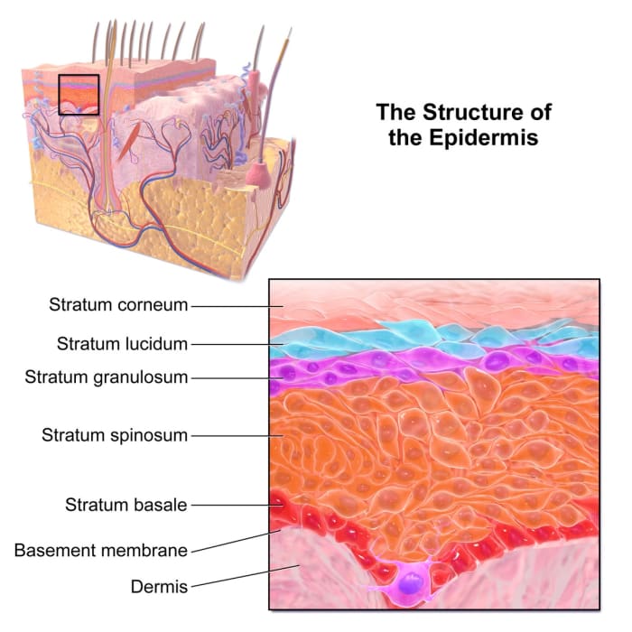 Skin is made of an outer epidermis and an inner dermis. The epidermis consists of five layers. The stratum corneum is the outermost layer.